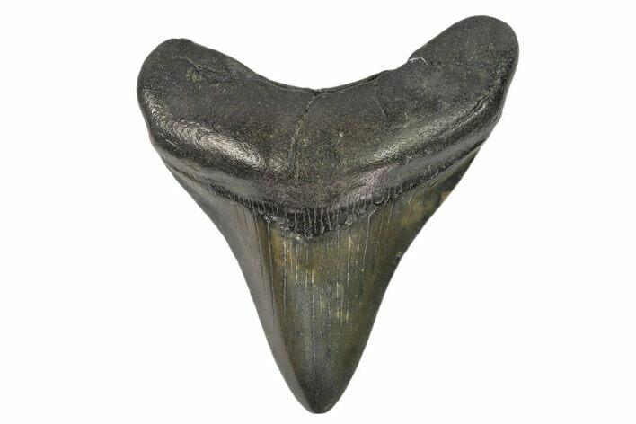Fossil Megalodon Tooth - South Carolina #125343